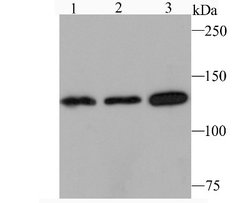 Jak1 Rabbit anti-Human, Mouse, Rat, Clone: JM75-03, Novus Biologicals 100